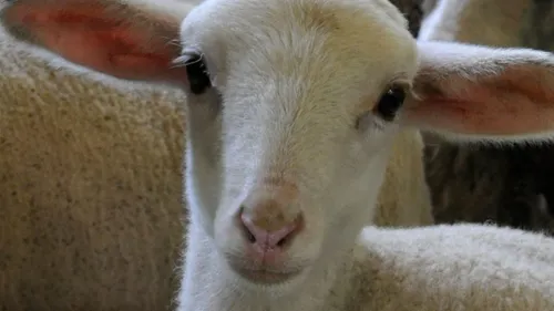 Un premier foyer de fièvre catarrhale ovine dans la Marne