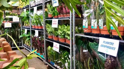 Reims: une vente de plantes pas chères