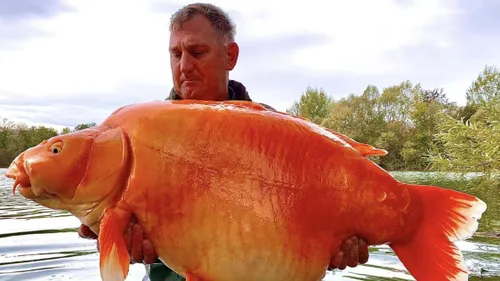 Il pêche un "poisson rouge" de 30 kilos