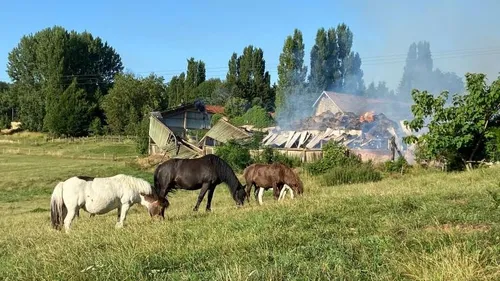 Deux poneys tués dans l'incendie de leur écurie  