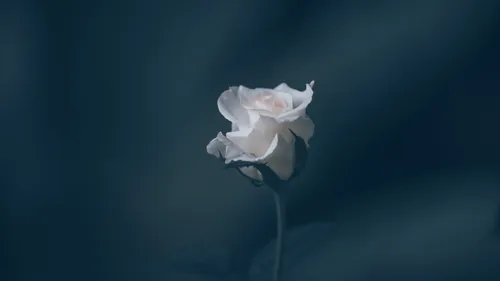 Cenon rend hommage à Nasrine aujourd'hui