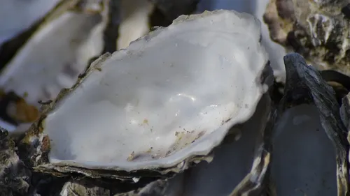 On peut à nouveau manger les huîtres du Bassin d'Arcachon