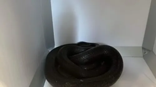 Un serpent retrouvé dans une cabine d’essayage.
