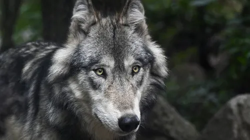 Un loup en Gironde : sa présence est confirmée