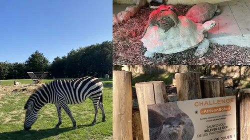 Record de fréquentation historique au zoo African Safari