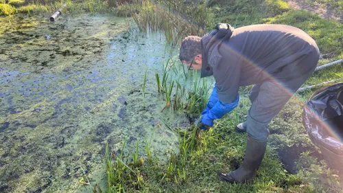 La jussie prend de l'ampleur dans le marais audomarois