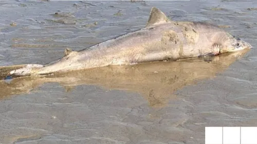Bray-Dunes : on en sait plus sur le requin aperçu dimanche après-midi
