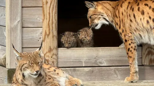 Fort-Mardyck : Deux bébés lynx des Carpates viennent de naître à...
