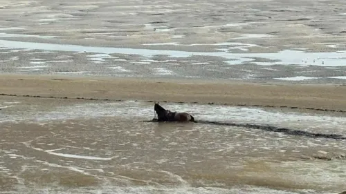 Touquet : un cheval pris au piège dans les sables mouvants de la...
