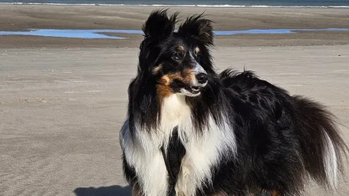 Après 7 jours d'errance et des dizaines de kilomètres, la chienne...