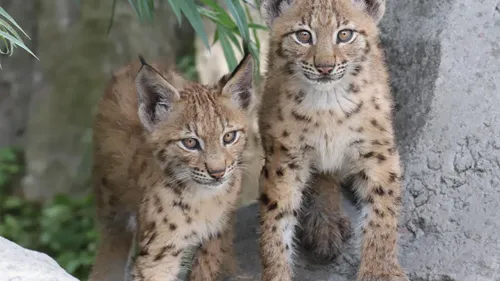 Fort-Mardyck : nous vous présentons Anka et Jasna, les deux bébés...