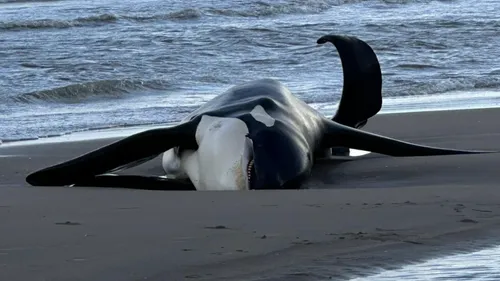 Fin tragique d'une orque mâle sur la plage de La Panne (Belgique)