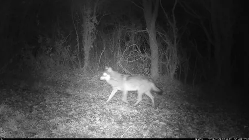 Maine-et-Loire. La présence du loup officialisée par les autorités