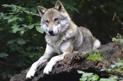 En Anjou. Une attaque de loup ne serait pas exclue selon la préfecture