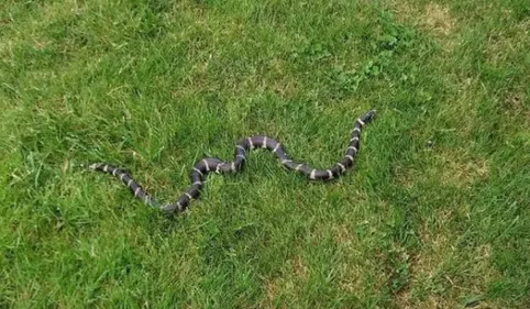 Un serpent tueur de Crotale échappé près de Toulouse ?