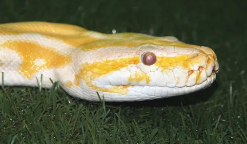 A la recherche d'un python albinos