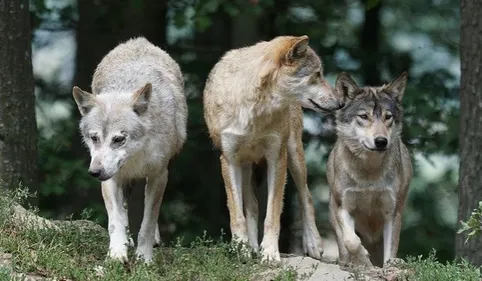 Deux loups en fuite abattus à Cases-de-Pène : la direction du parc...