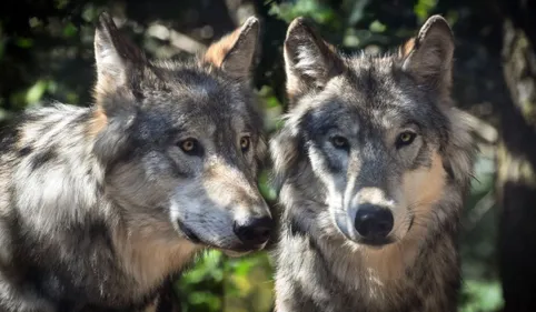 Un des loups en fuite du parc Ecozonia retrouvé mort à...