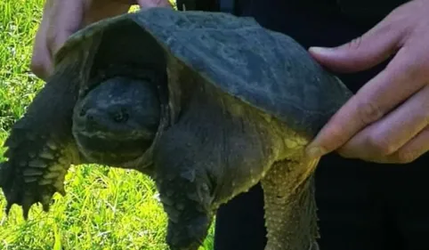 Attention aux tortues agressives au bord du Canal du Midi