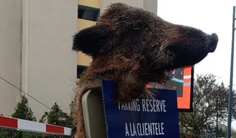 Un sanglier mort déposé devant un commerce musulman à Toulouse 