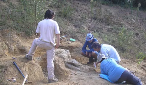 Le crâne d'un cousin de l'éléphant découvert au sud de Toulouse