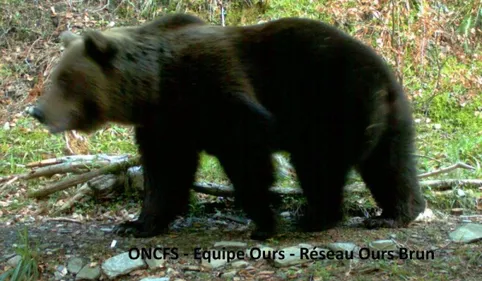 L'ours Cachou, accusé de nombreuses prédations, retrouvé mort en...