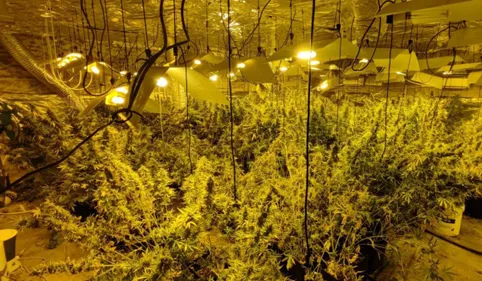 Une salle de culture abritant plus de 120 kg de cannabis découverte...