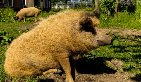 Elevage de porcs: au Rialet, les cochons de C.Berry sont au plein air