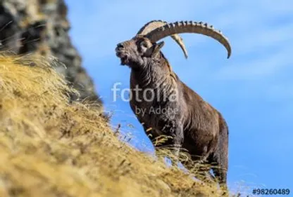 Vous pouvez donner des noms aux Bouquetins des Pyrénées