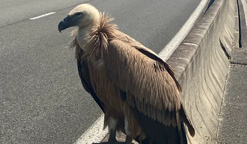 Un vautour trouvé en bord de route par les gendarmes près de Cahors 