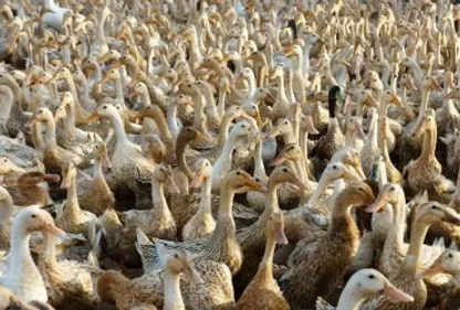 Grippe aviaire: des centaines de milliers de canards vont être...