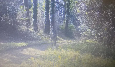 Tarn. Douze élevages attaqués depuis février, le spectre du loup...