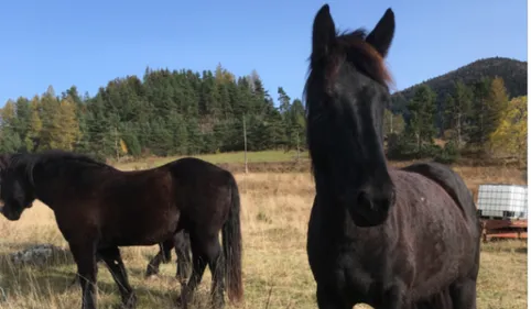 Une jument tuée et mutilée à Ambres, deuxième cas dans le Tarn en...