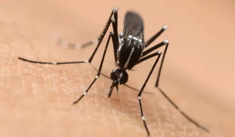 Un cas de chikungunya détecté dans le Tarn