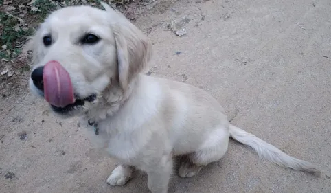 Albi : une saison touristique qui a du chien !