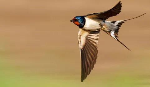 Tarn. Avec le printemps, les hirondelles sont de retour