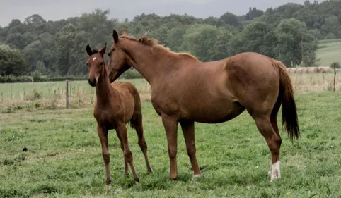 Des chevaux maltraités à Toulouse durant leur transport  : un...