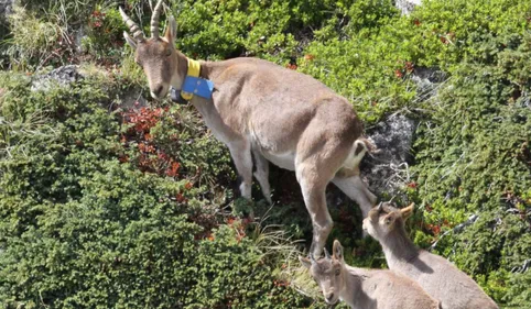 Pyrénées : un nouveau lâcher de bouquetins 