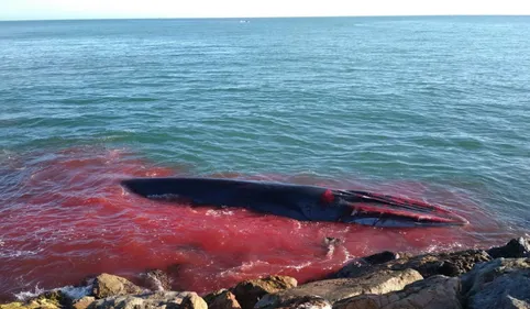 Une baleine de 17m s'échoue et meurt dans le port de St-Cyprien