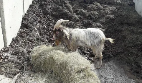 Appel à témoins à Carmaux : qui a perdu son bouc ce week-end ?