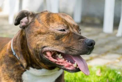 Animaux maltraités à Béziers : le dirigeant de l'Arche de Noël jugé...