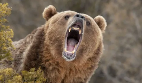 Ours dans les Pyrénées : Les associations pro-ours attaquent l'Etat