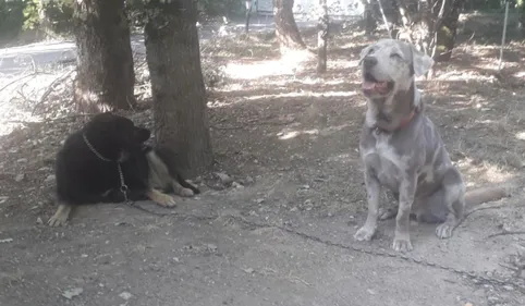 Il retrouve ses deux chiens de concours, volés ce week-end !