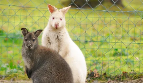 Panique au zoo African Safari : deux wallabies ont disparu