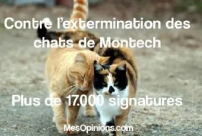 Montech : le coup de griffe d'une défenseure des chats 