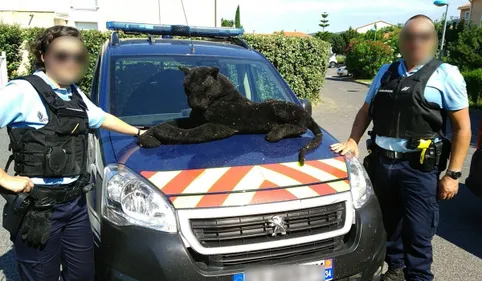 Un drôle de félin capturé par les gendarmes des Pyrénées-Orientales