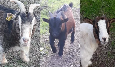 Trèbes : Des chèvres attaquées par des chiens errants