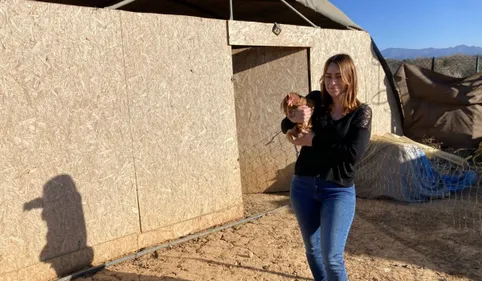 Après avoir perdu 140 poules lors d'une attaque de chiens, une...