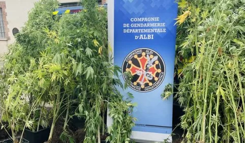 L'heure de la récolte pour les gendarmes : 60 pieds de cannabis...