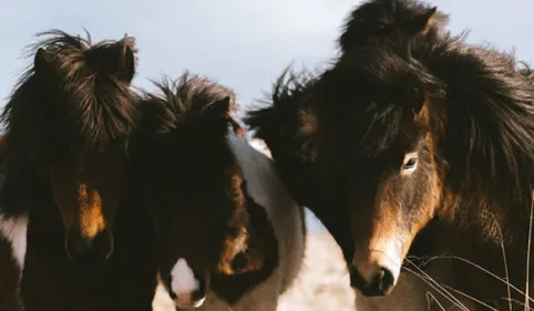 Vol de poneys en Ariège